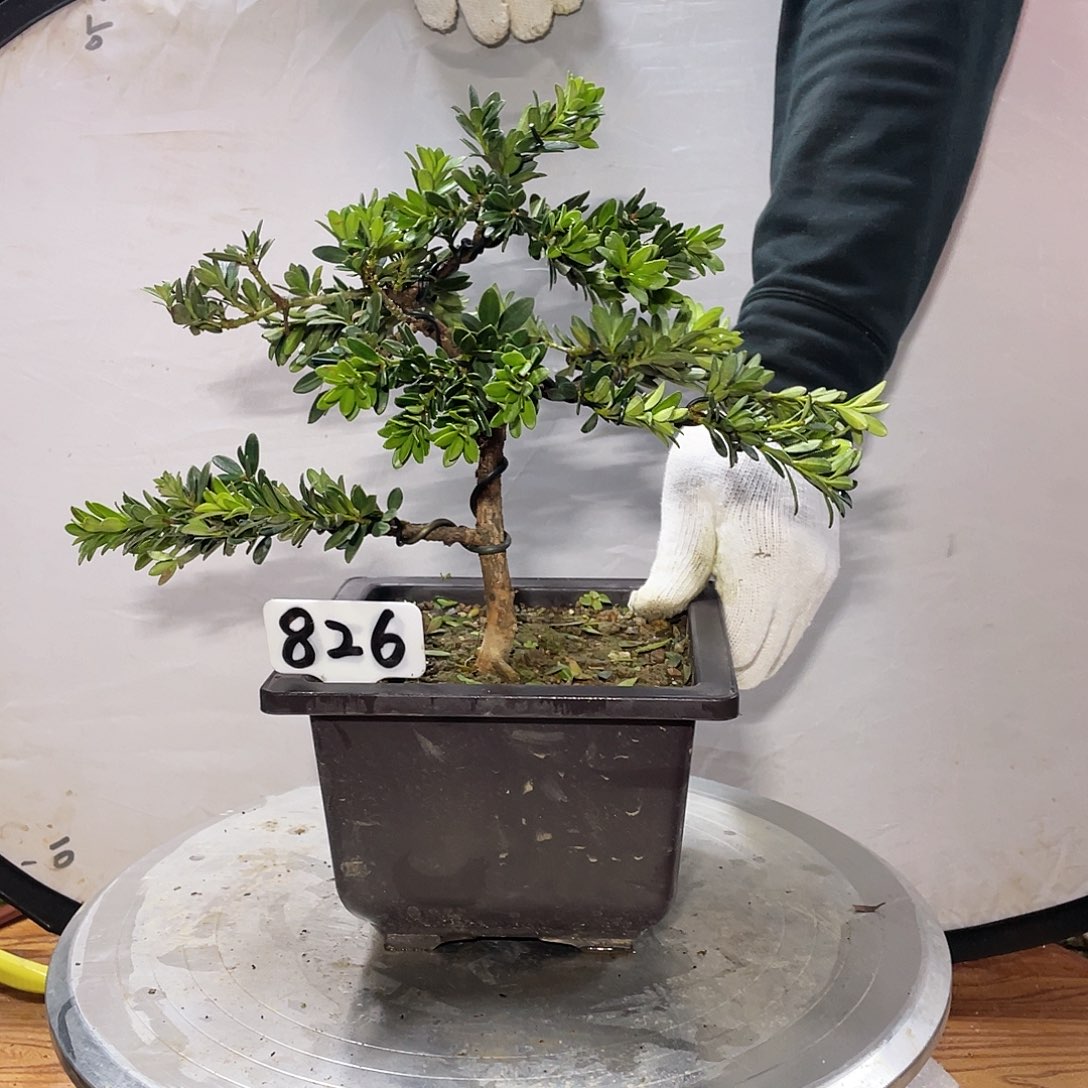 清***~以实际为准黑珍珠826带盆