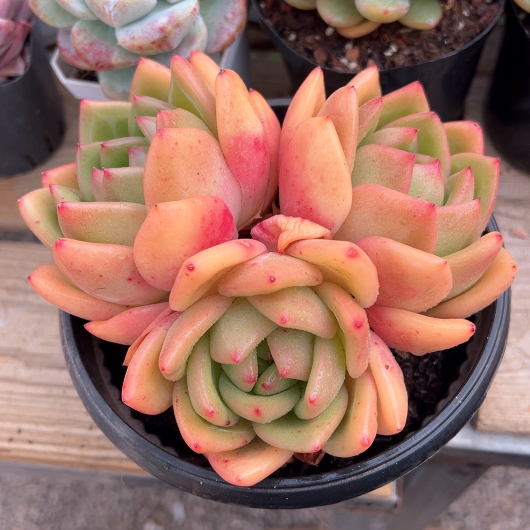 彩虹龙多肉植物群