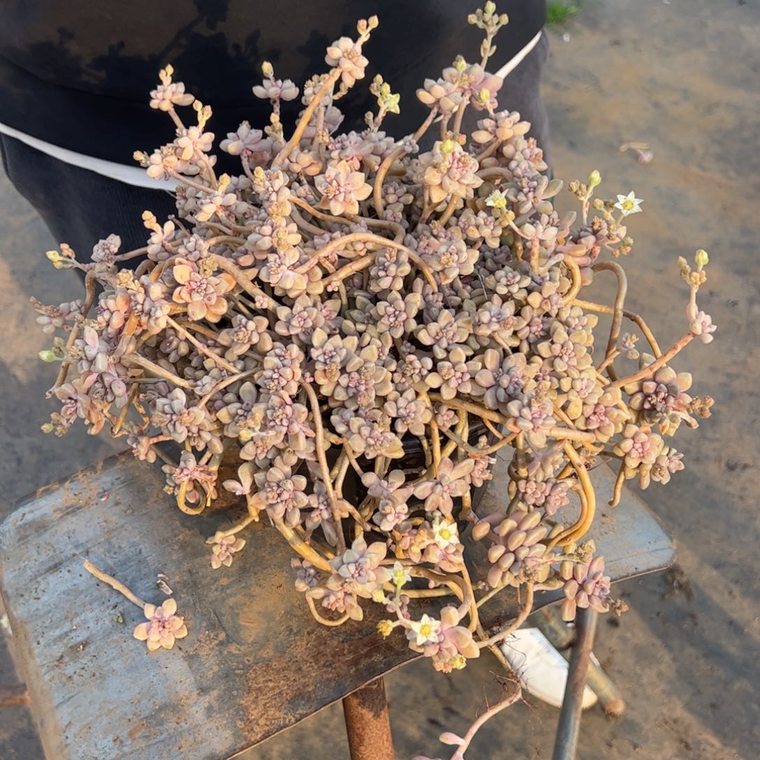 丸叶姬秋丽多肉植物