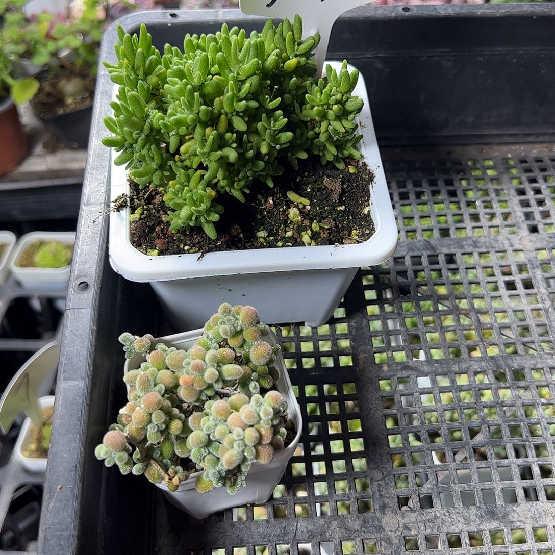 枝干套餐福利上车