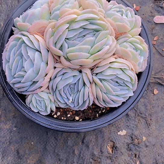 H**?西娜多肉植物群