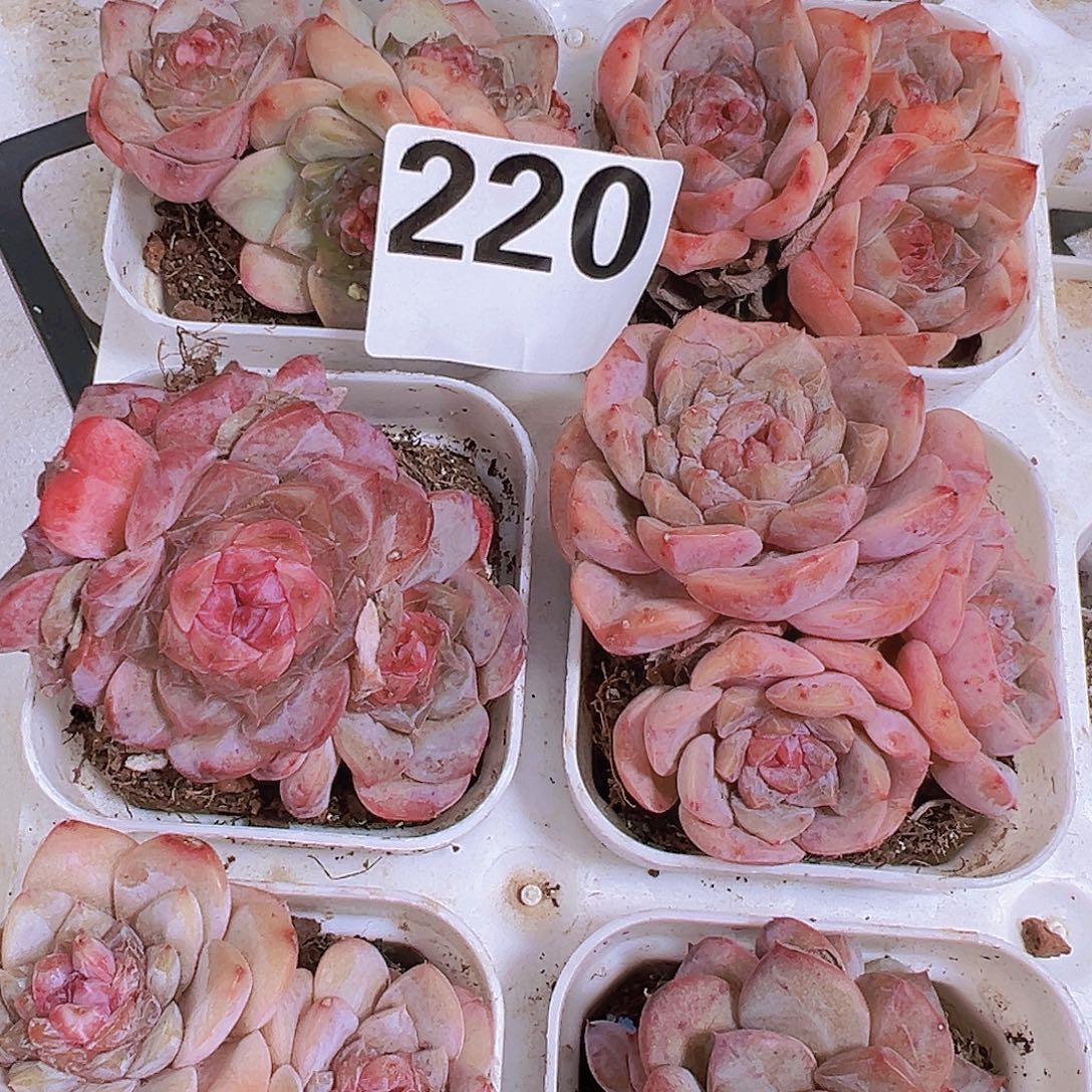 220样品19包邮多肉植物