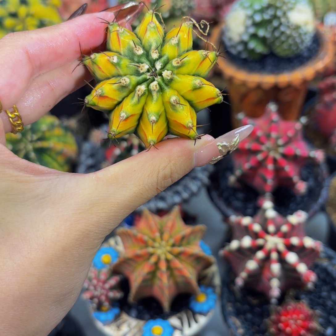 黄金穹顶0000000000009