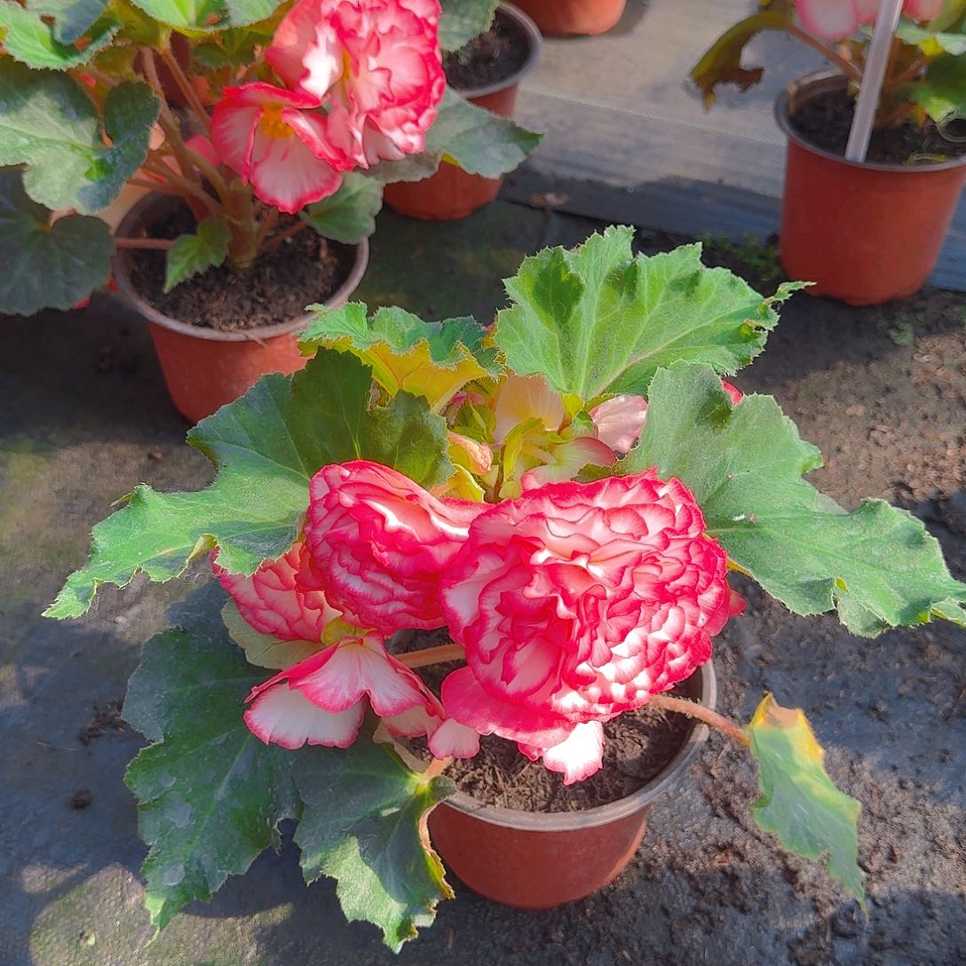 无花朵夫妻海棠种球系列粉复色