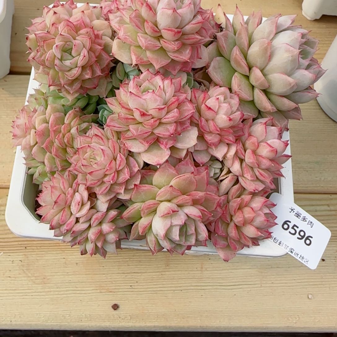 女王群，带盆发不包整，6596多肉