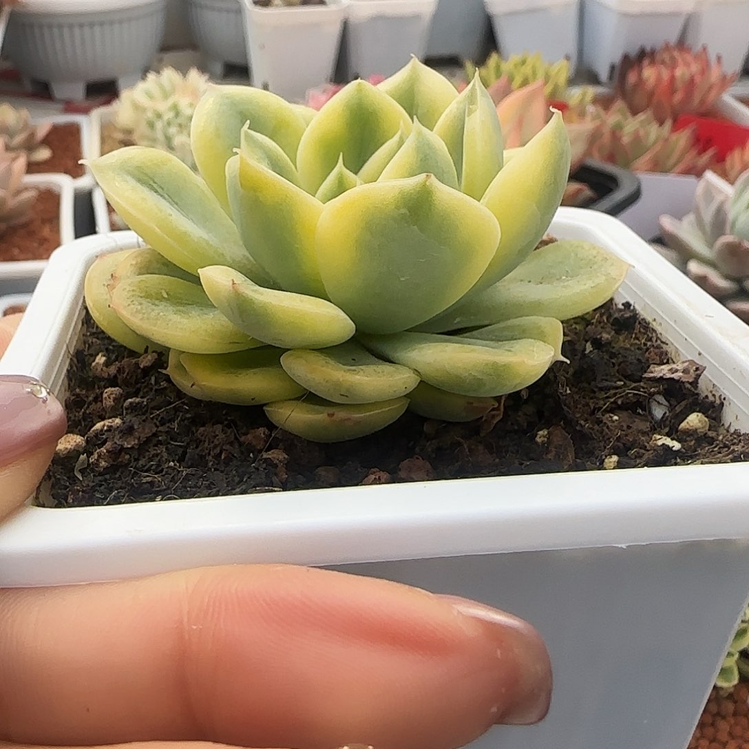 抹茶菩提锦多肉植物