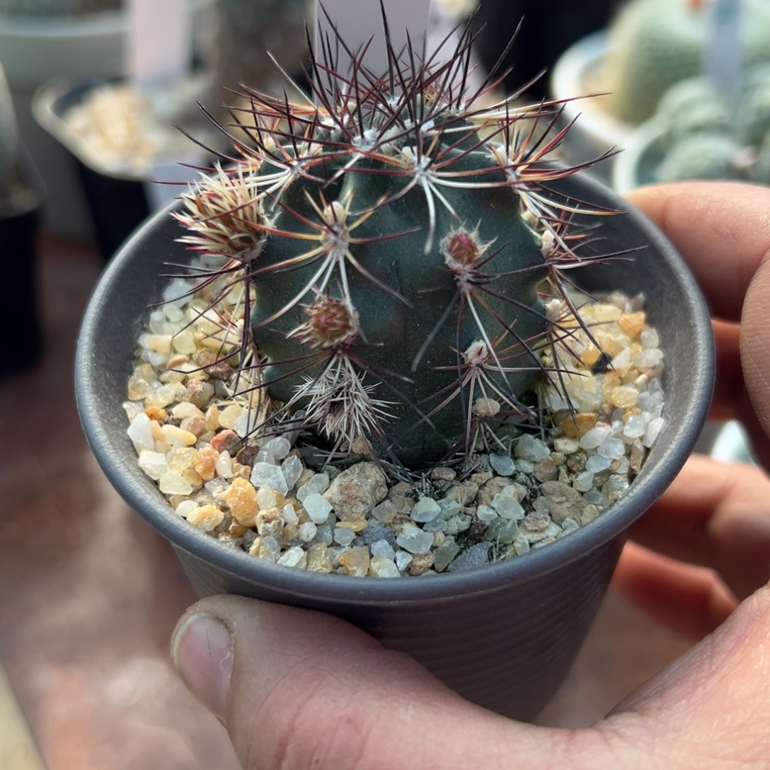 魔****231号青花虾4.2厘米实生