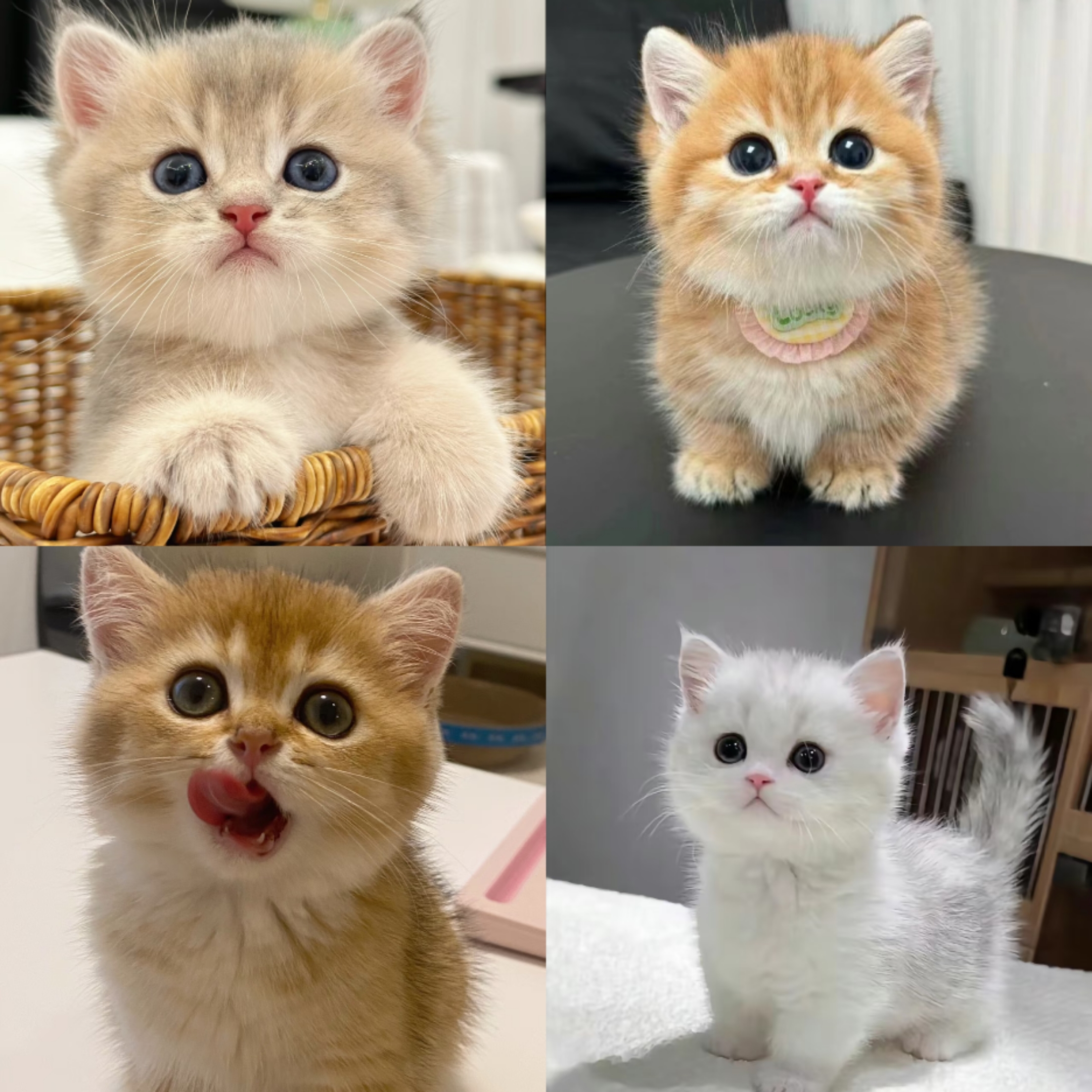【新特家】精品猫猫 活体链接