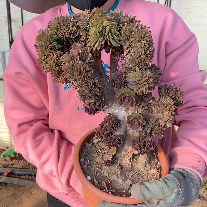 时**流351万缀化朵朵老桩