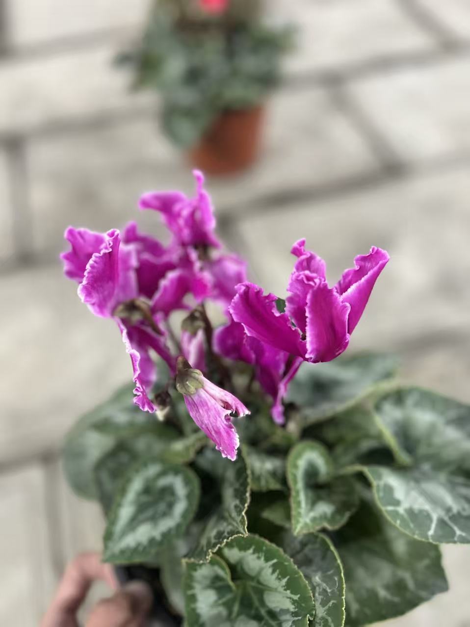 【皱边鸢尾紫】F1代仙客来长寿花盆栽带花发货室内好养四季观花植物