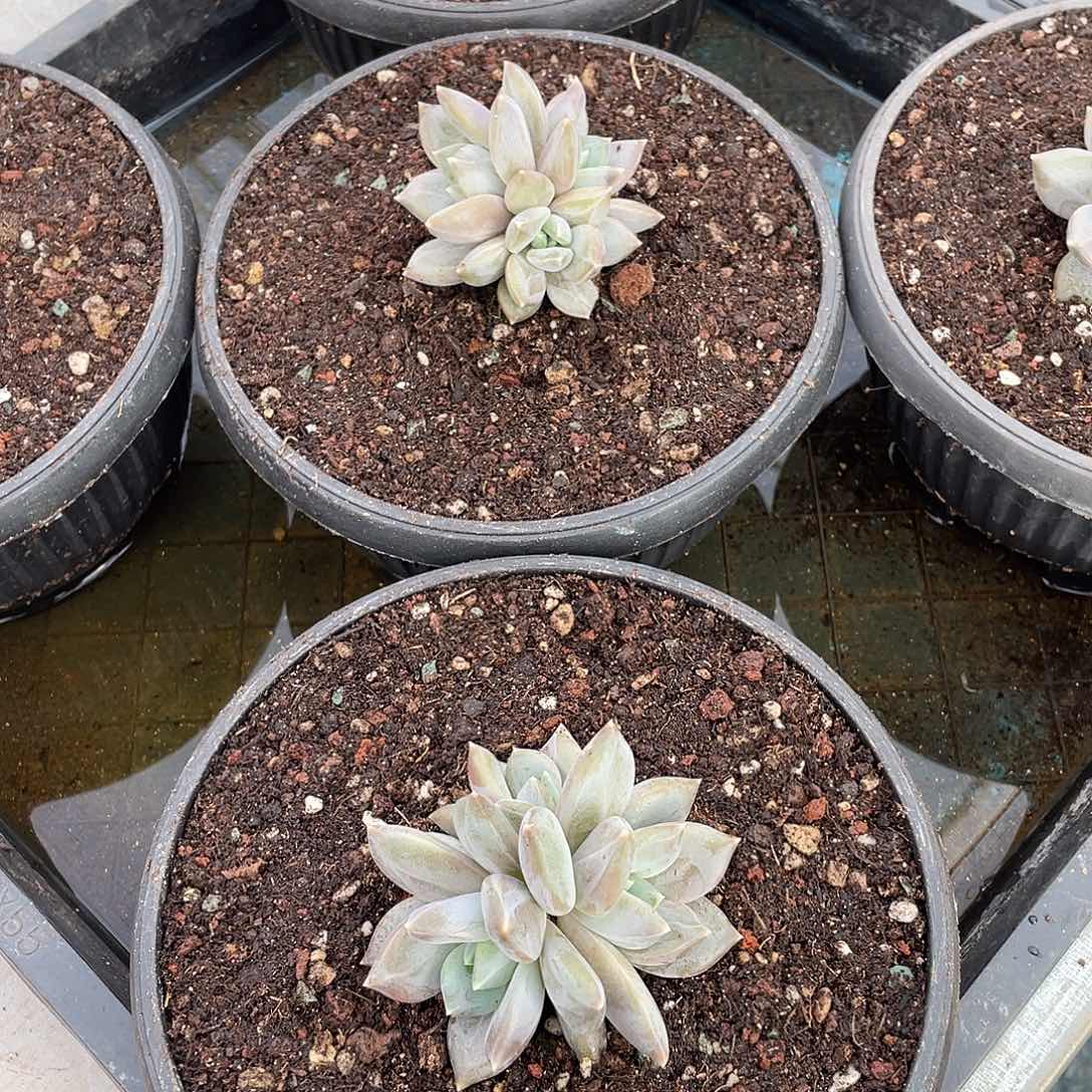 邀月美人三头群生7厘米可挑