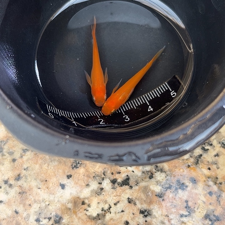 青鳉鱼长鳍贵妃1对