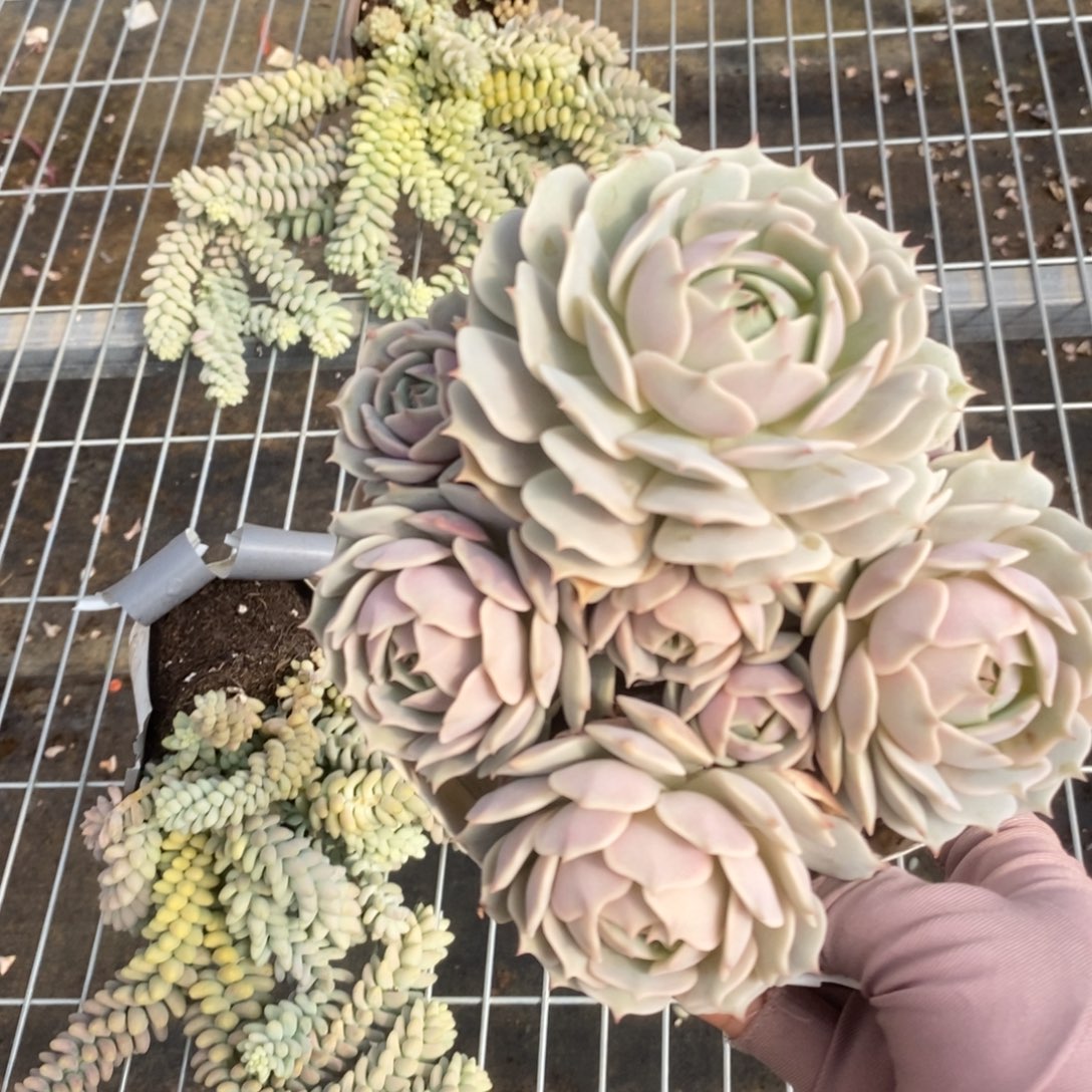 799露娜莲一物一拍