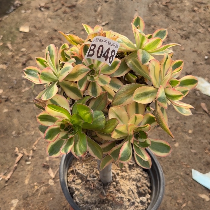 艳姿锦……多肉植物……