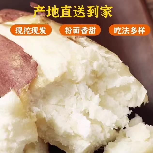 【新鲜现挖】河南现挖白心板栗薯当季整箱精选红皮白心粉糯香甜