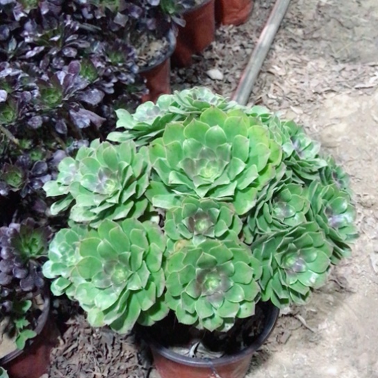 静***静万圣节法师多肉植物5