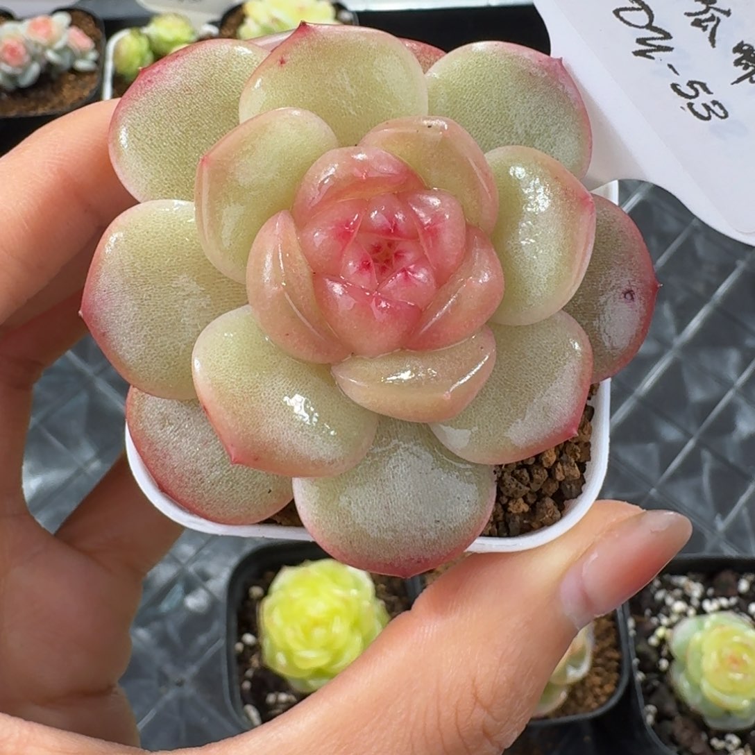 1211-53-00系列混单头一颗多肉