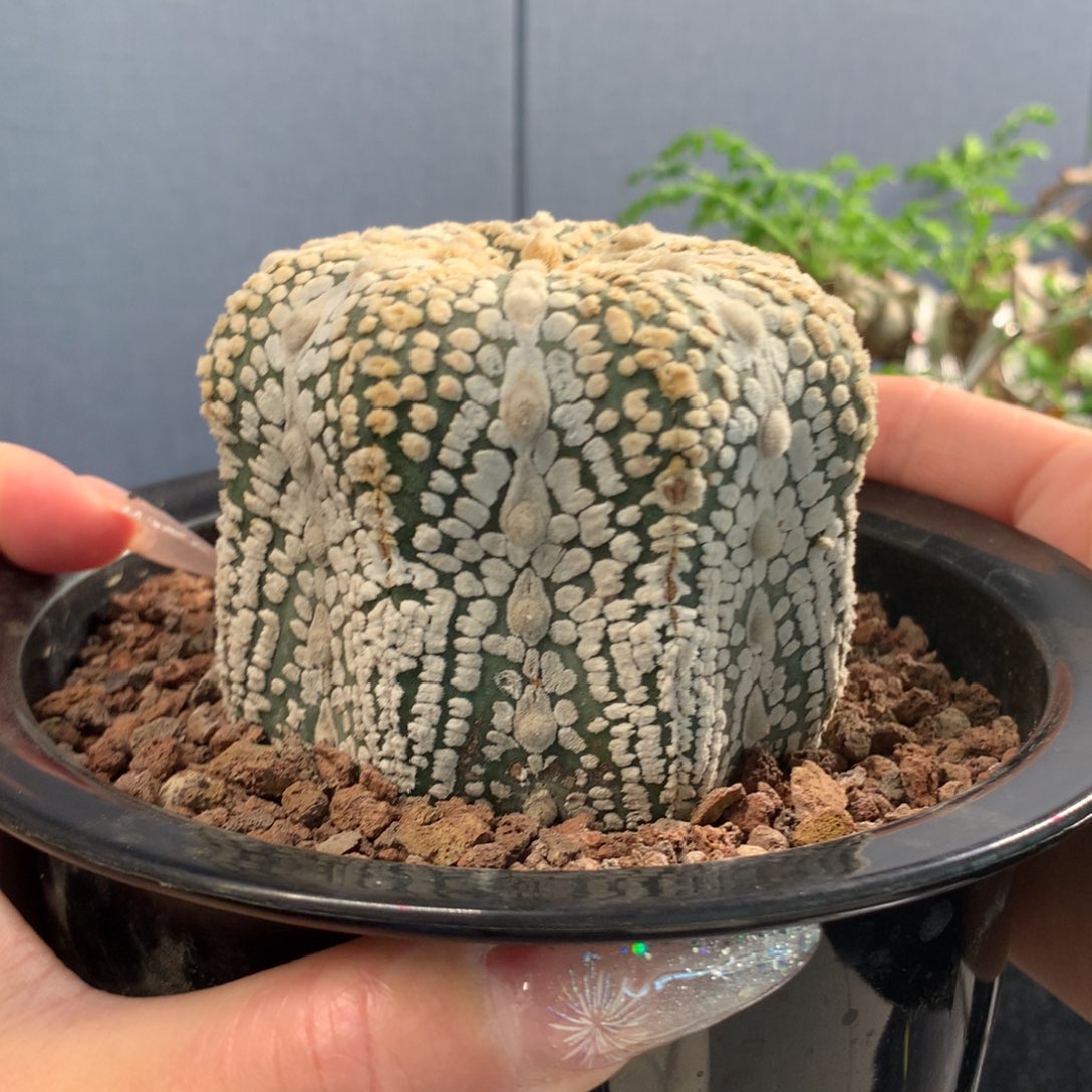 连线天眼兜带盆发货