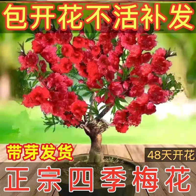【带花苞】浓香型耐寒腊梅30天开花盆栽地栽树苗四季开花卉室外绿植