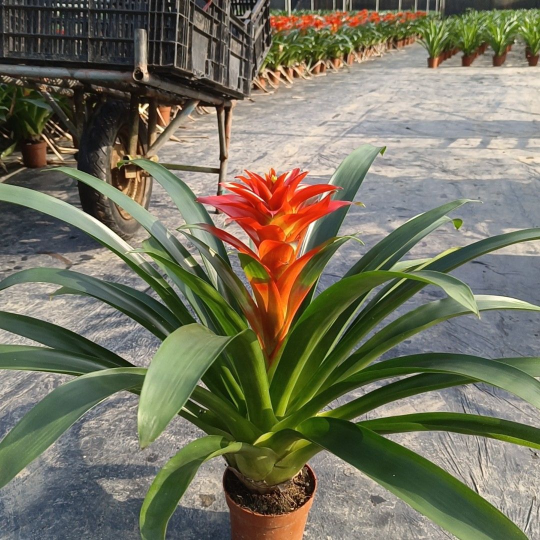 鸿运当头盆栽室内客厅四季开花好养美观招财植物