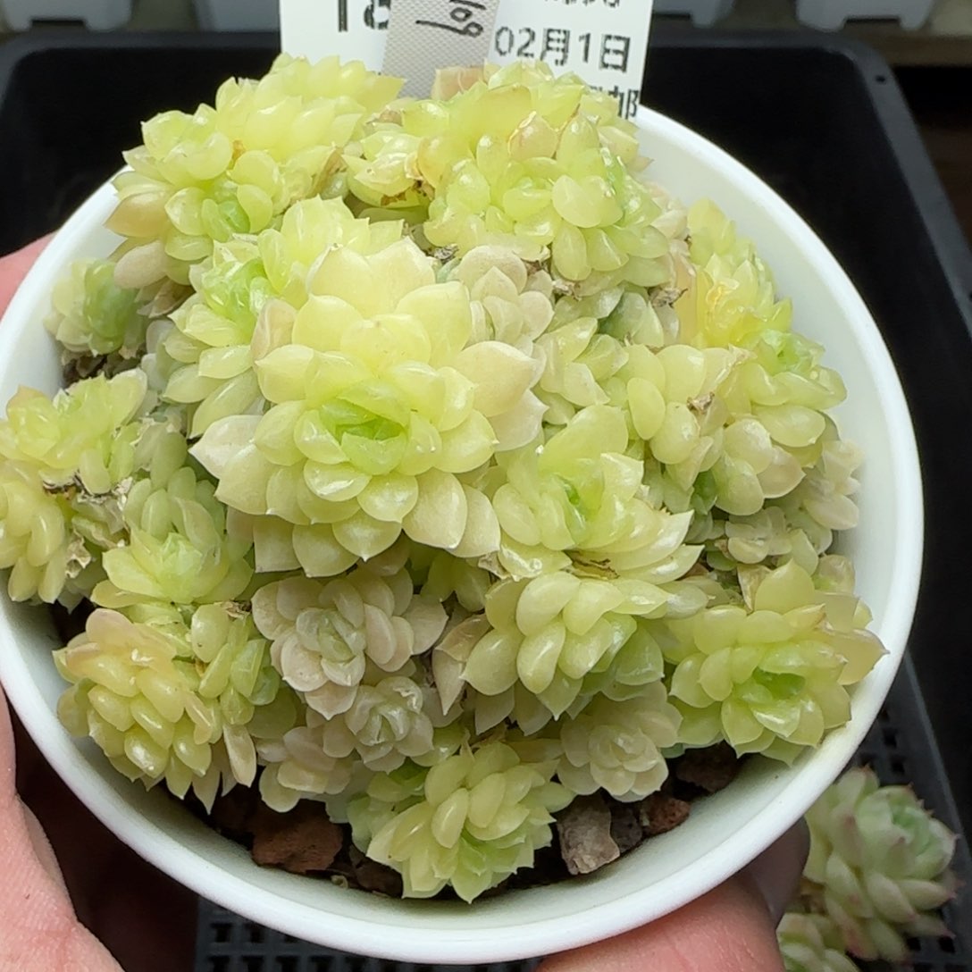 0201-181（TTP-109）