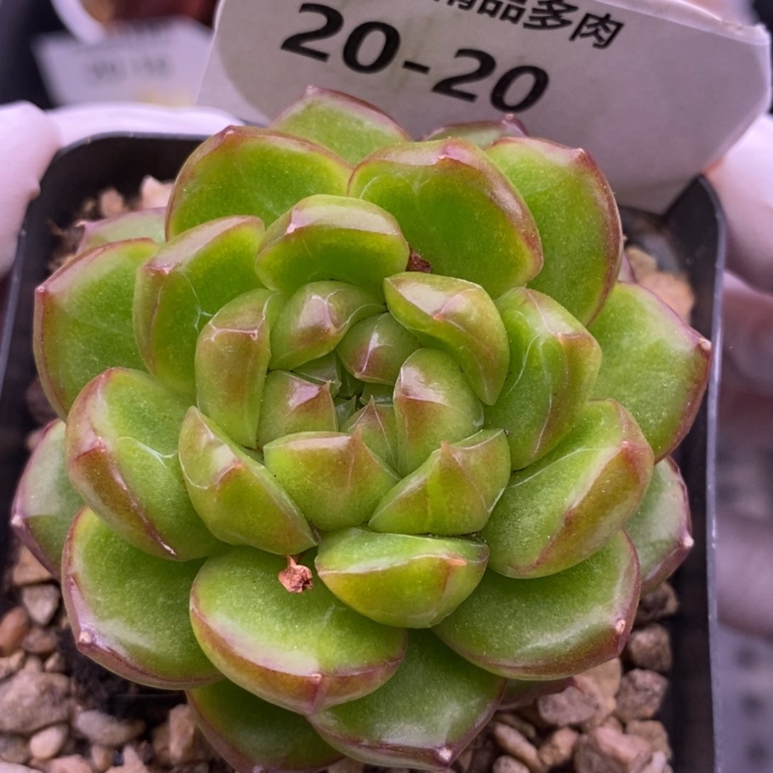 【闪购商品】20-20糖果珍妮