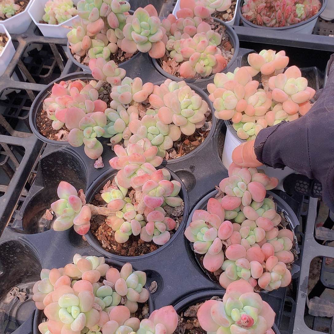 两颗洛神3456778999900000