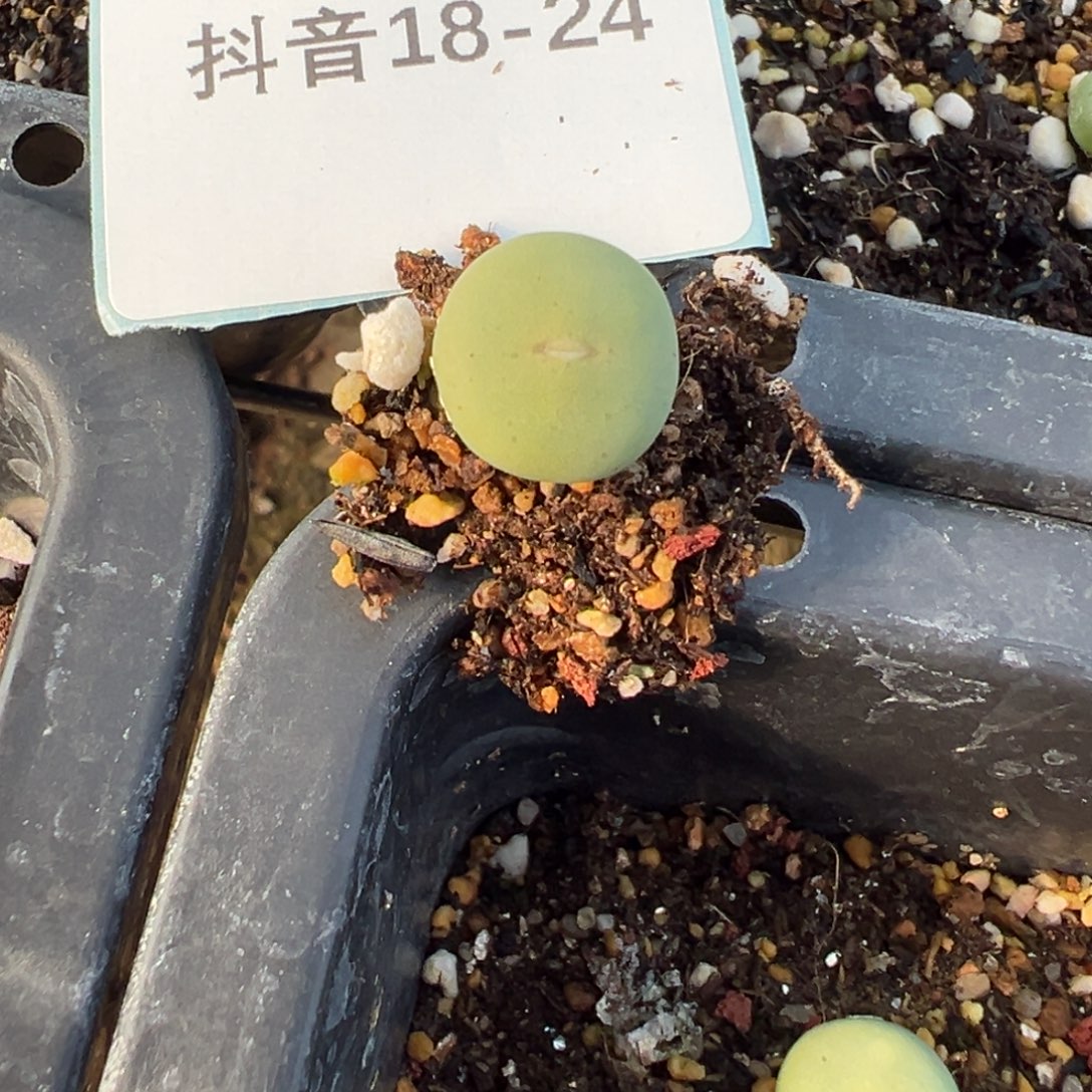 18-24量拍大型粉红嘴5颗