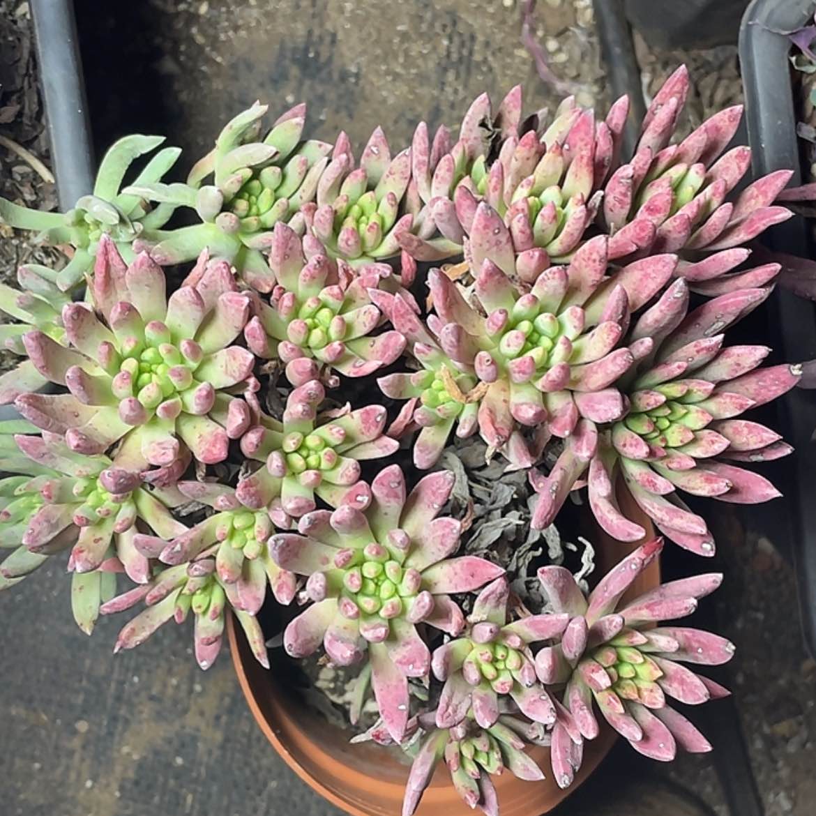 【闪购商品】绿法瑞