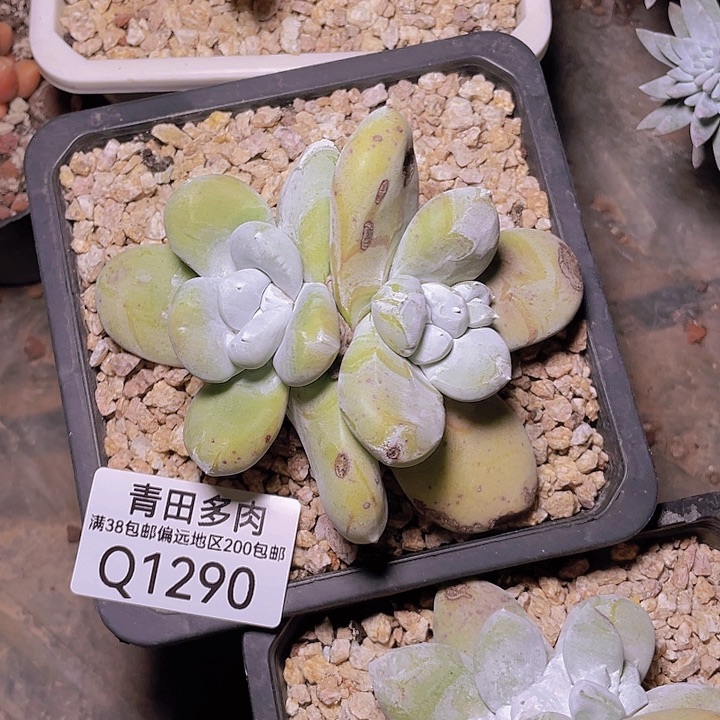 小鹿多肉一物一拍1290