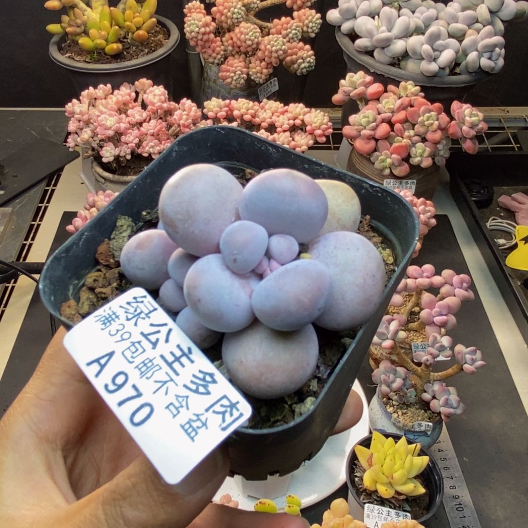 970芭比奶多肉5c m