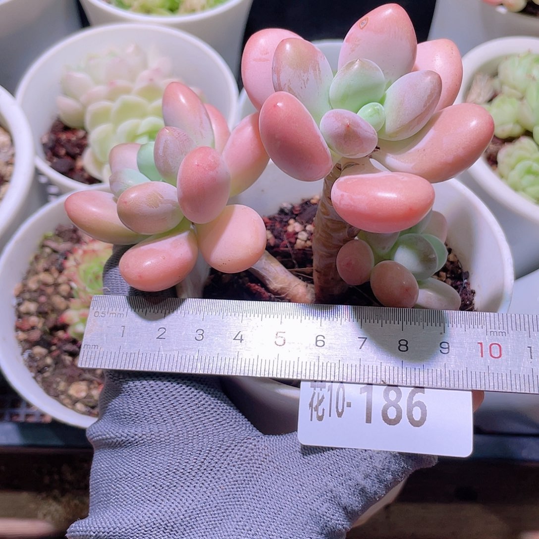 花利美10-186洛神群