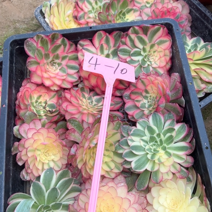 4-10砍头多肉植物