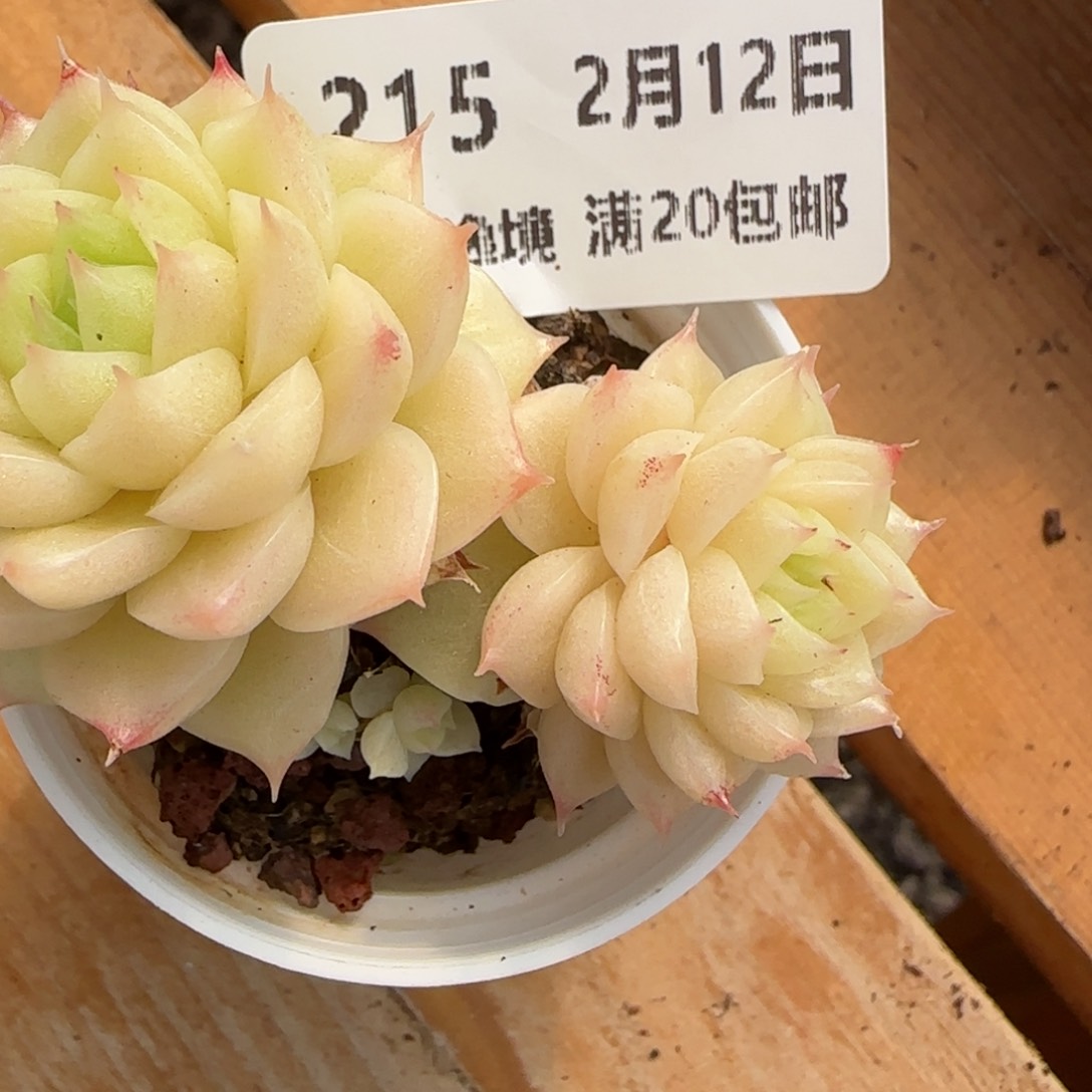 花语逸境0212-215