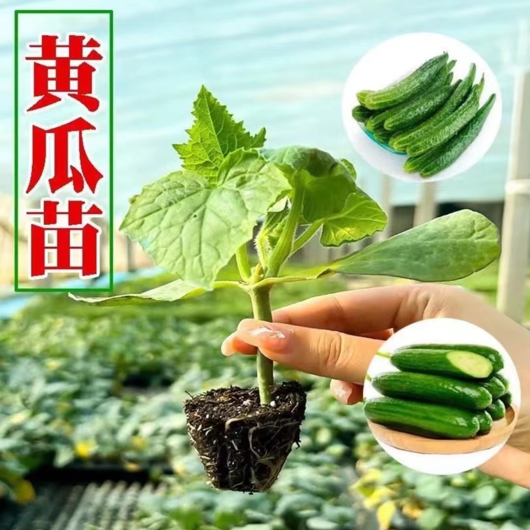 高产黄瓜苗水果黄瓜苗盆栽嫁接满地爬黄瓜苗穴盘苗大黄瓜蔬菜种苗