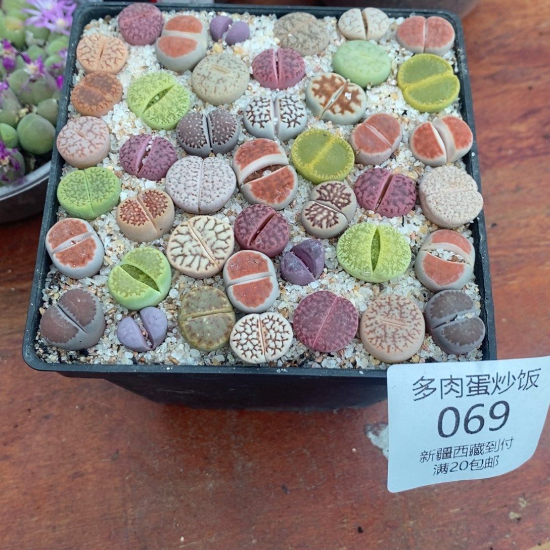 多肉蛋炒饭感谢您相伴069