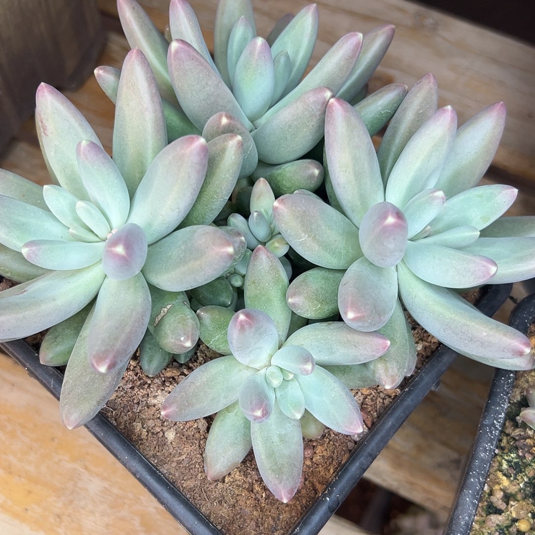 圆***播乌拉尼亚，一物一拍