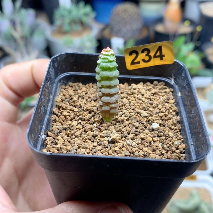 实生小环尾狐猴带盆