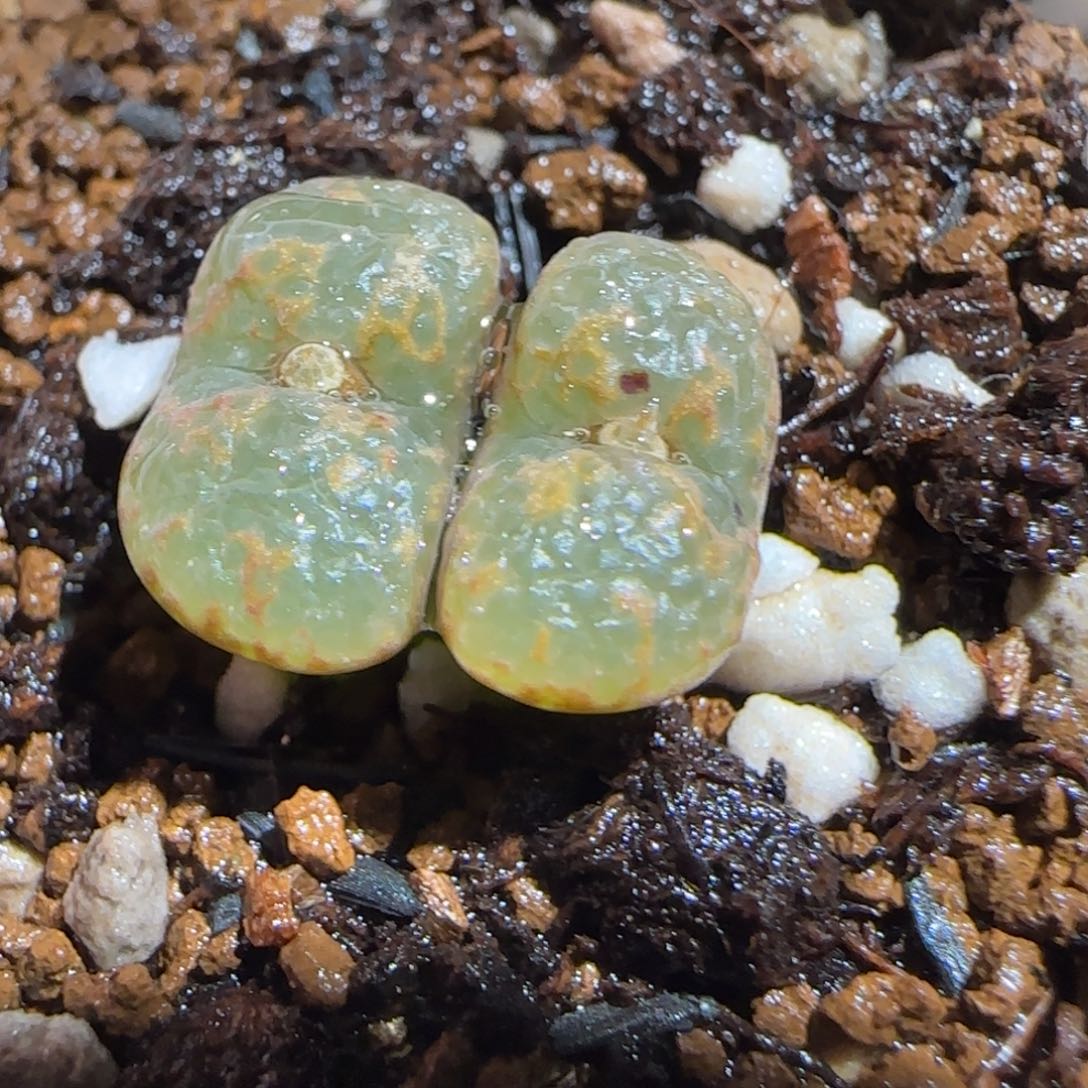 肉锥多肉植物组合-爱心勋章1212