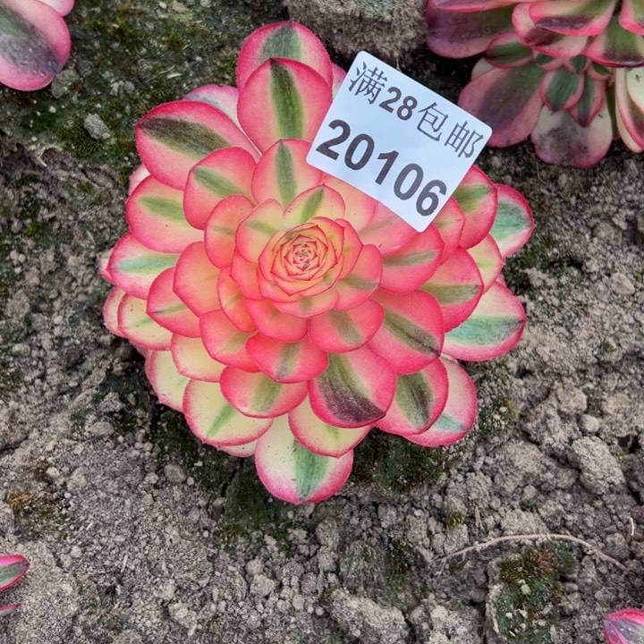 20106倾城多肉植物