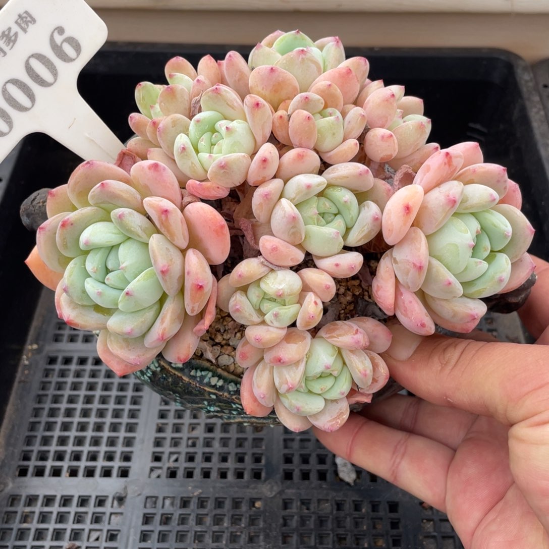 0006望舒不带盆15厘米