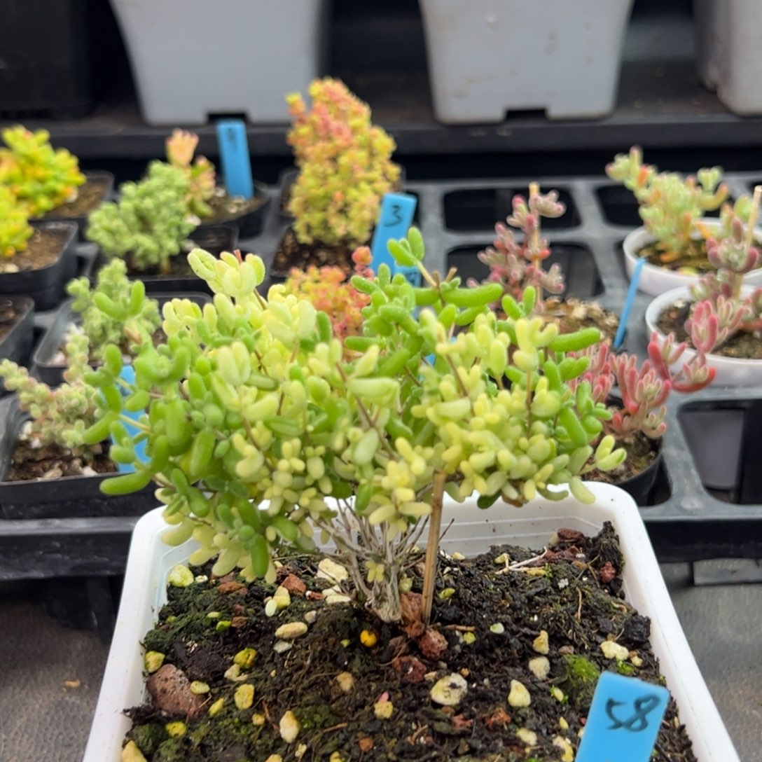 可*橙老桩米粒阴阳拉丝锦58号