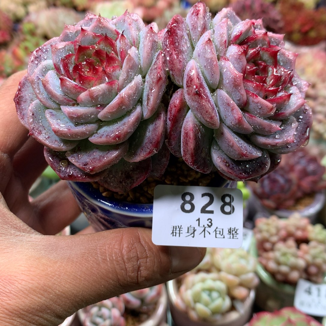 精控拇指盆1.3828