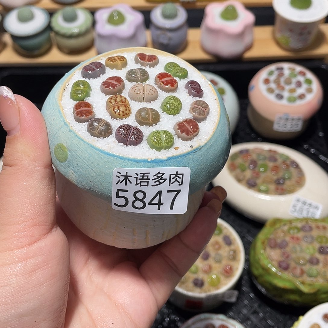 小****带盆土植物 一物一拍5847