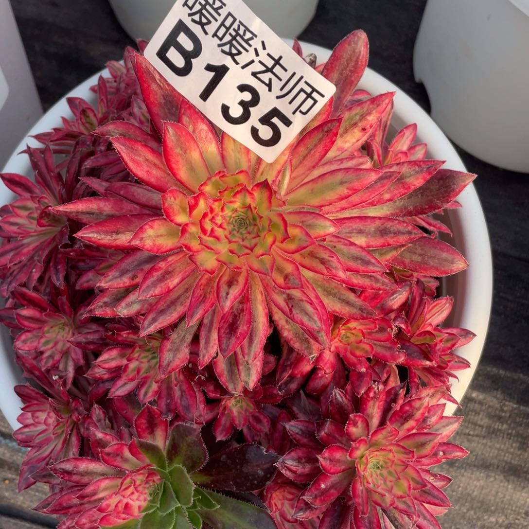 紫砂茶杯我**家135朱雀个还哼哼唧唧哭哭哭