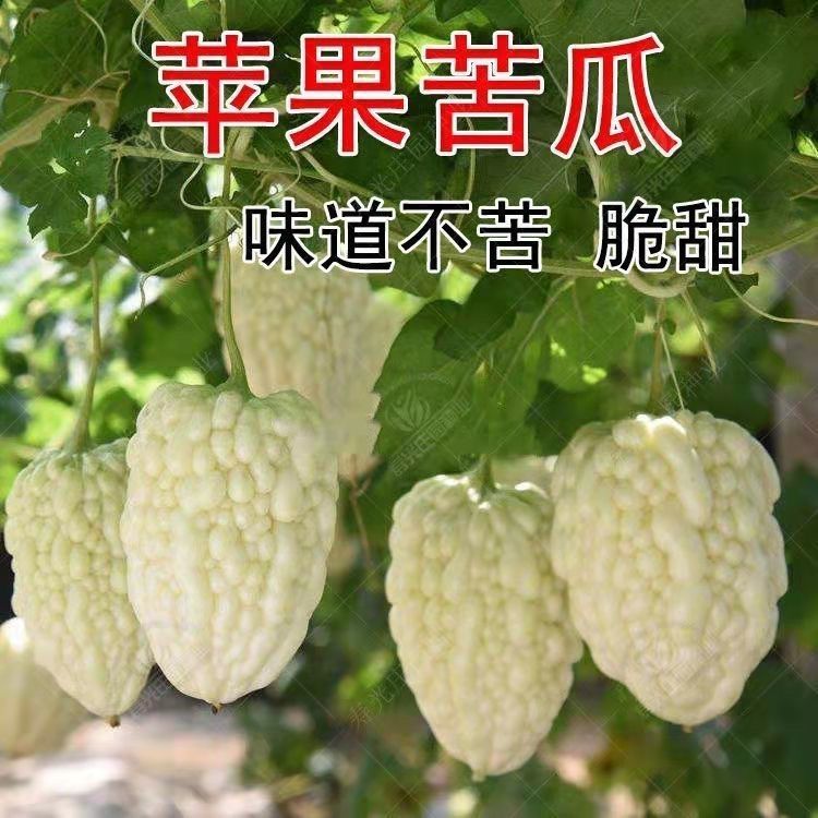 【开春种植】【今年新种】白玉苹果苦瓜种子高产春天四季蔬菜种子平果