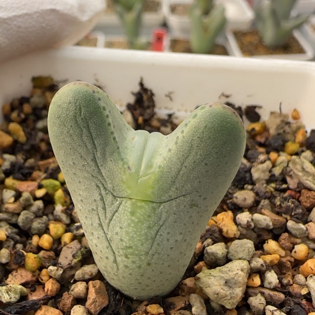 12-28-2-3当天满38包邮清货嘟嘴皮卡丘脱土