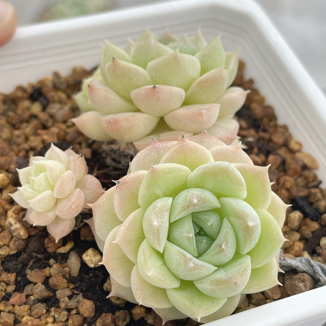 云南直发多肉植物精品冰姬小四头8公分左右