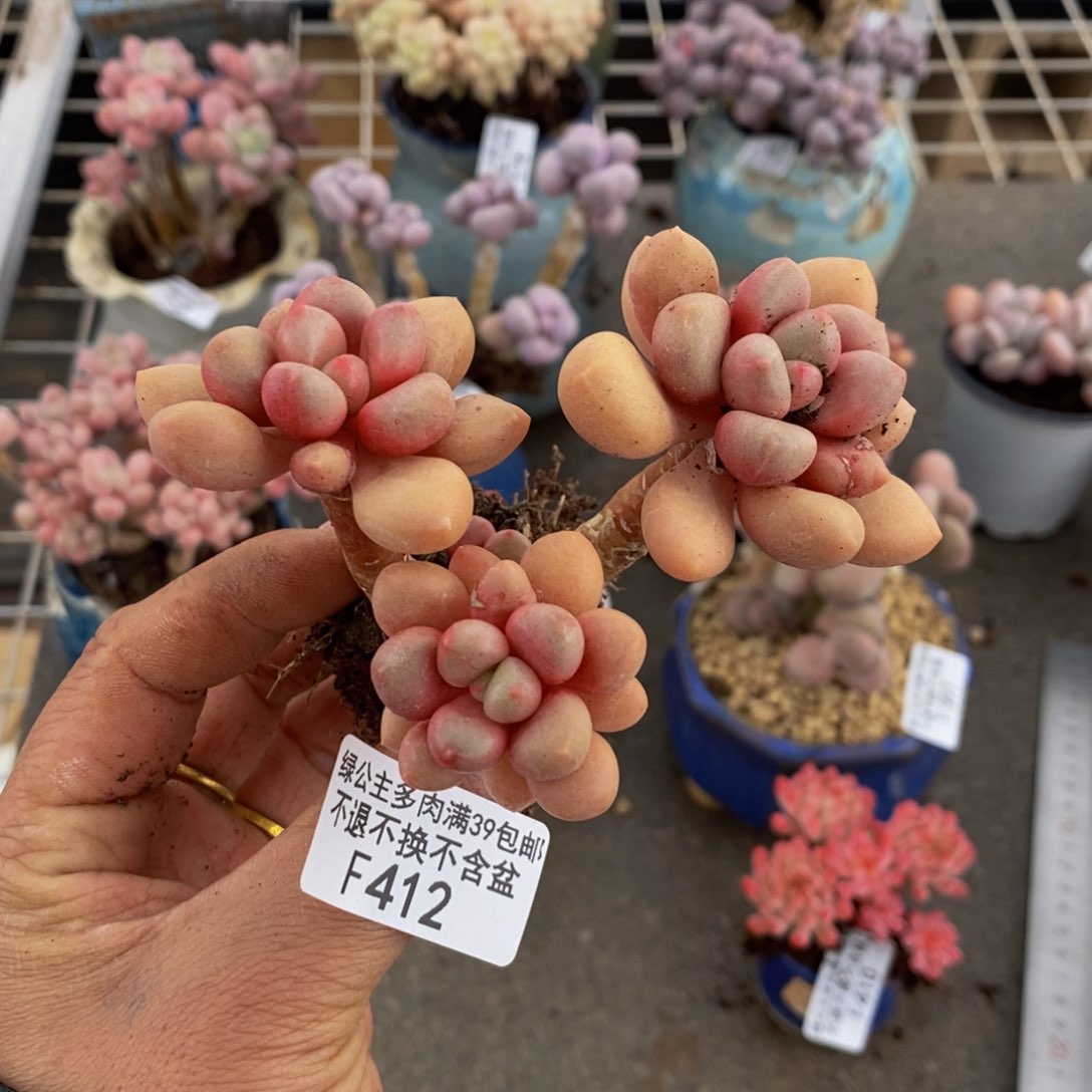 先锋派412/8cm多肉