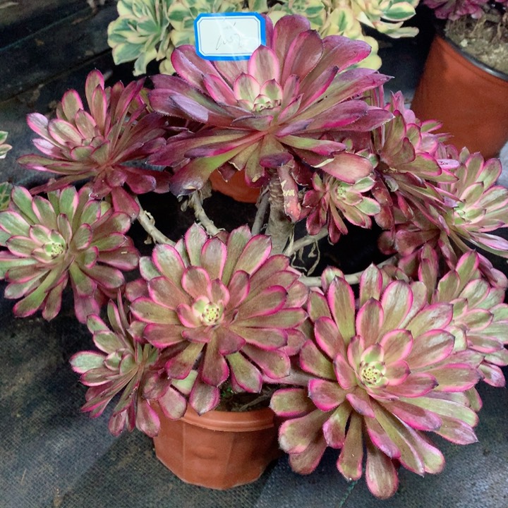 1007红金刚多肉一物一拍